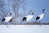 Image. Red-crowned Crane