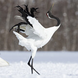 Image. Red-crowned Crane
