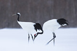 Image. Red-crowned Crane