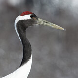 Image. Red-crowned Crane