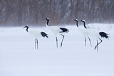 Image. Red-crowned Crane