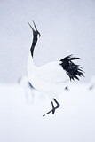 Image. Red-crowned Crane