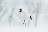 Image. Red-crowned Crane
