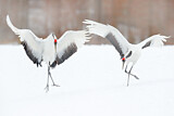 Image. Red-crowned Crane