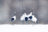 Image. Red-crowned Crane