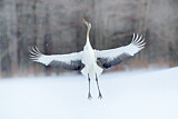 Image. Red-crowned Crane