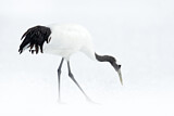 Image. Red-crowned Crane
