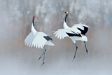 Image. Red-crowned Crane