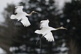 Image. Red-crowned Crane