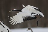 Image. Red-crowned Crane