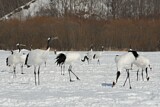 Image. Red-crowned Crane