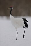 Image. Red-crowned Crane