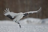 Image. Red-crowned Crane