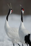 Image. Red-crowned Crane