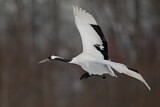 Image. Red-crowned Crane