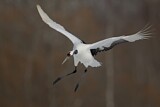 Image. Red-crowned Crane