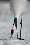 Image. Red-crowned Crane
