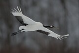 Image. Red-crowned Crane