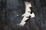 Image. Red-crowned Crane