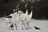 Image. Red-crowned Crane
