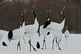 Image. Red-crowned Crane