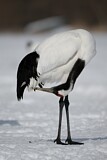 Image. Red-crowned Crane