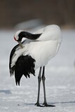 Image. Red-crowned Crane