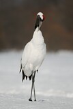 Image. Red-crowned Crane
