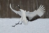 Image. Red-crowned Crane