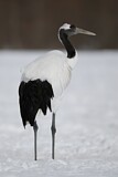 Image. Red-crowned Crane