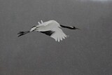 Image. Red-crowned Crane