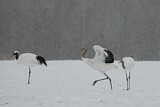 Image. Red-crowned Crane