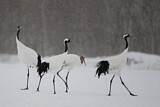 Image. Red-crowned Crane