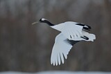 Image. Red-crowned Crane
