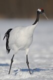 Image. Red-crowned Crane