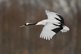 Image. Red-crowned Crane