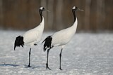 Image. Red-crowned Crane