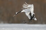 Image. Red-crowned Crane