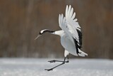 Image. Red-crowned Crane