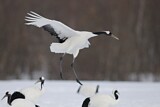 Image. Red-crowned Crane