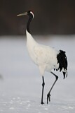 Image. Red-crowned Crane