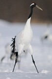 Image. Red-crowned Crane