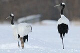 Image. Red-crowned Crane