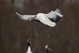 Image. Red-crowned Crane