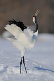 Image. Red-crowned Crane