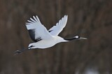 Image. Red-crowned Crane