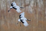 Image. Red-crowned Crane