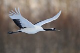 Image. Red-crowned Crane