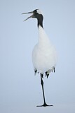 Image. Red-crowned Crane