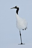 Image. Red-crowned Crane